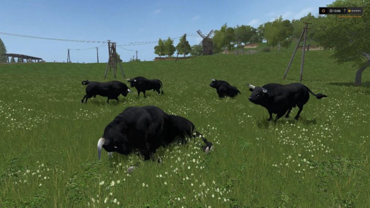 Black bull