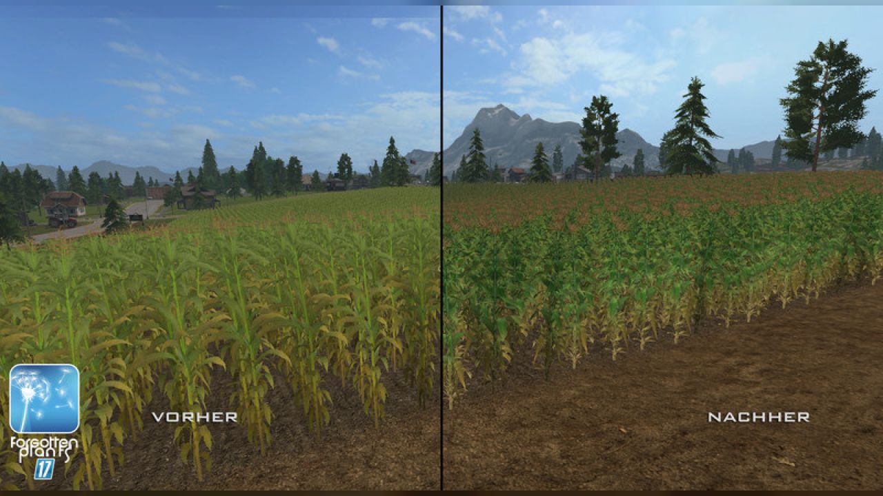 Forgotten Plants - Maize