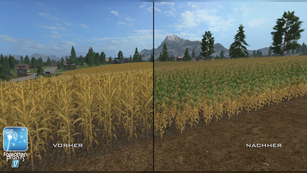 Forgotten Plants - Maize