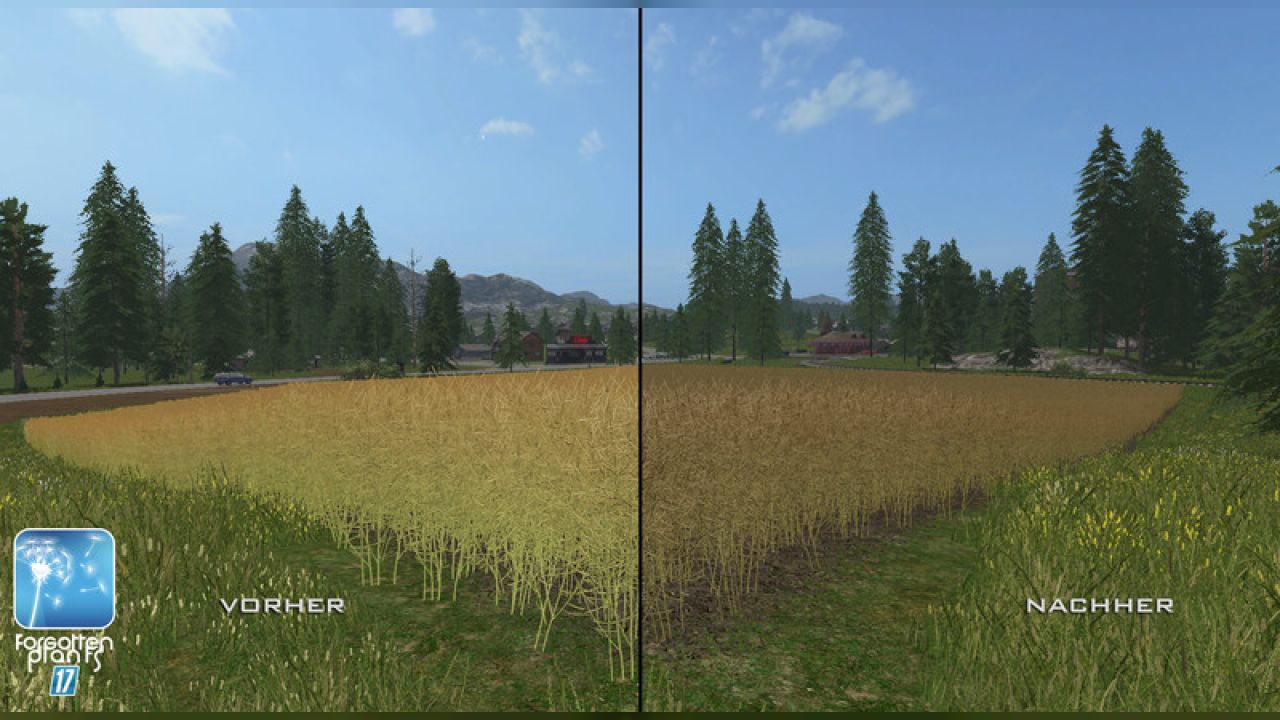 Forgotten Plants - Rape