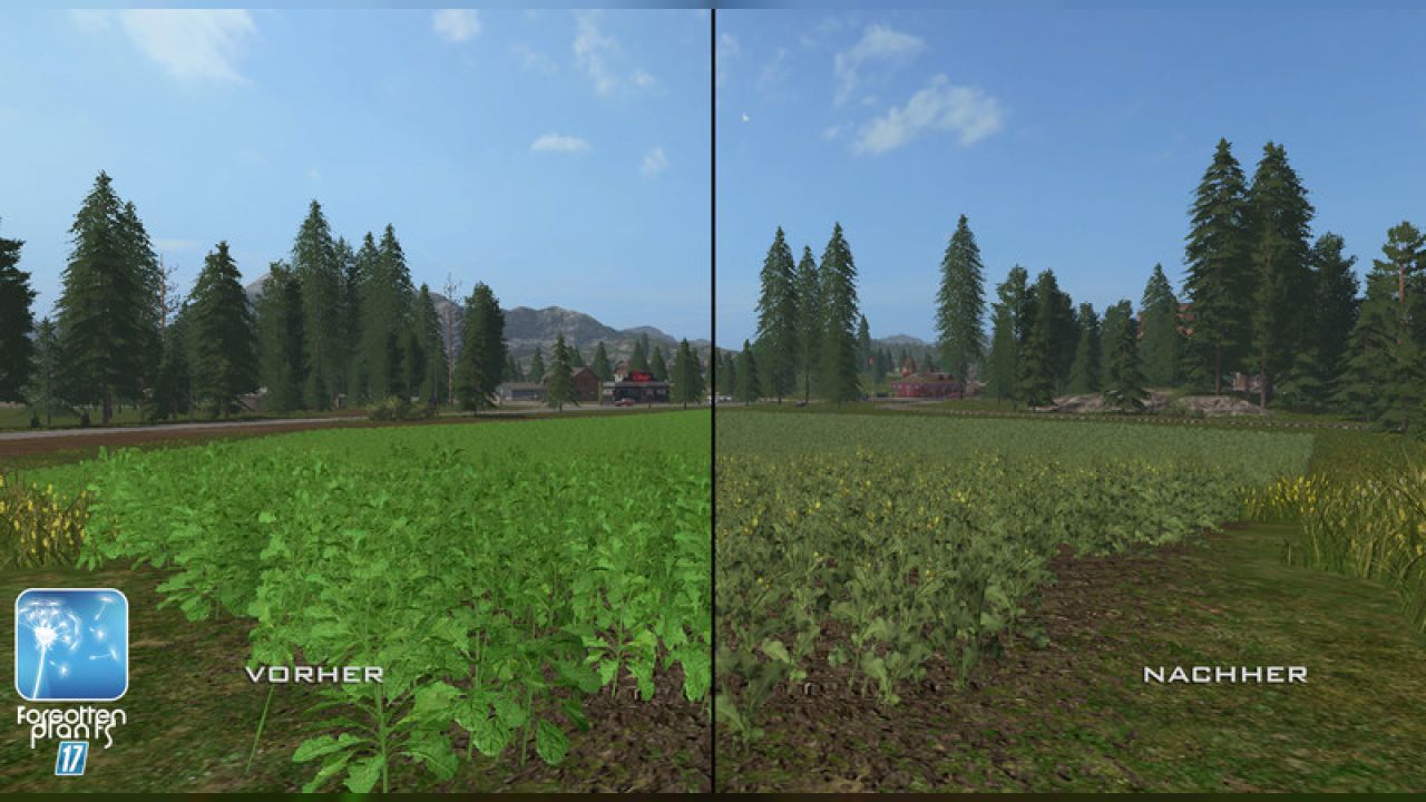 Forgotten Plants - Rape