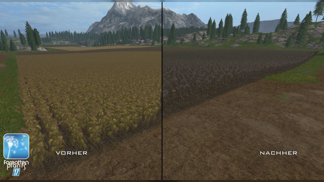 Forgotten Plants - Sunflowers