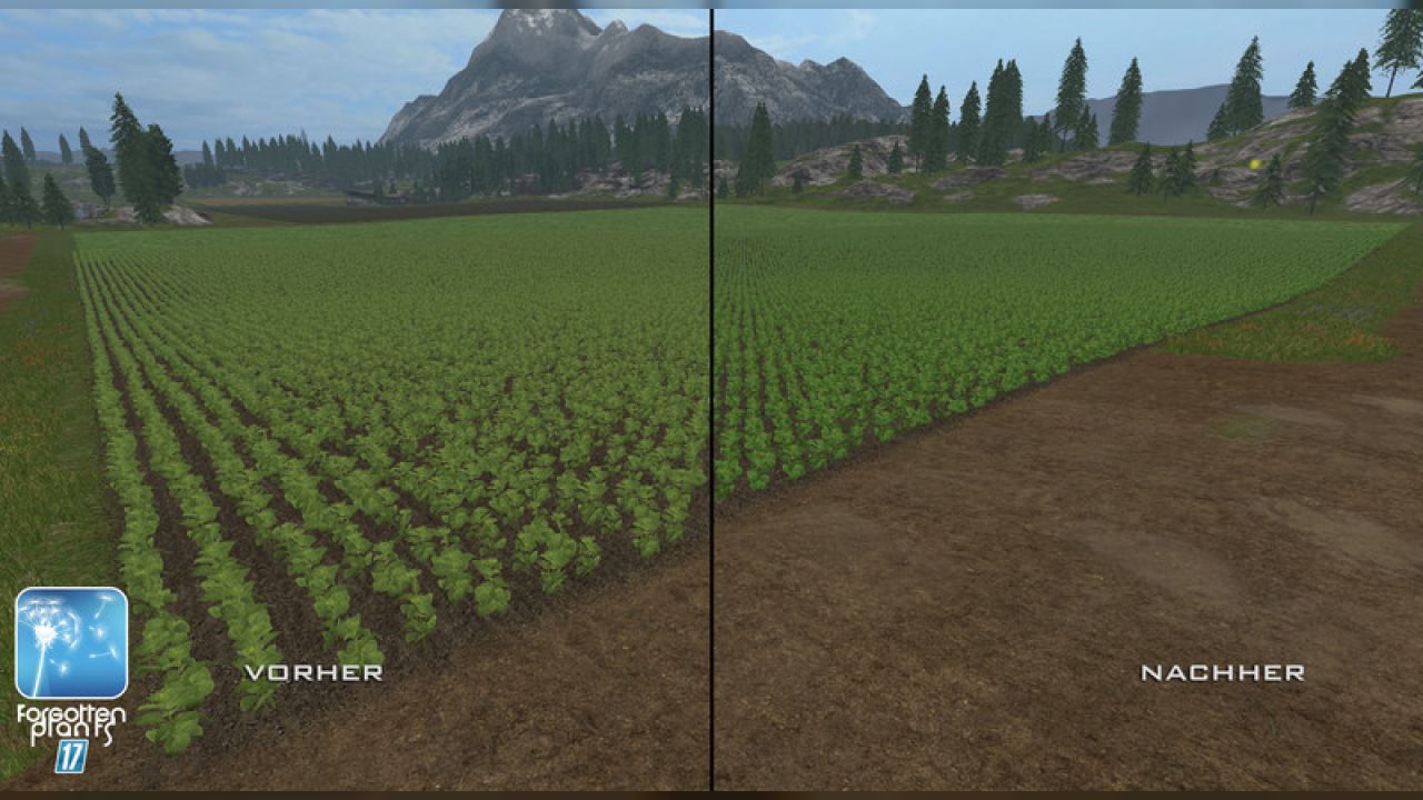 Forgotten Plants - Sunflowers
