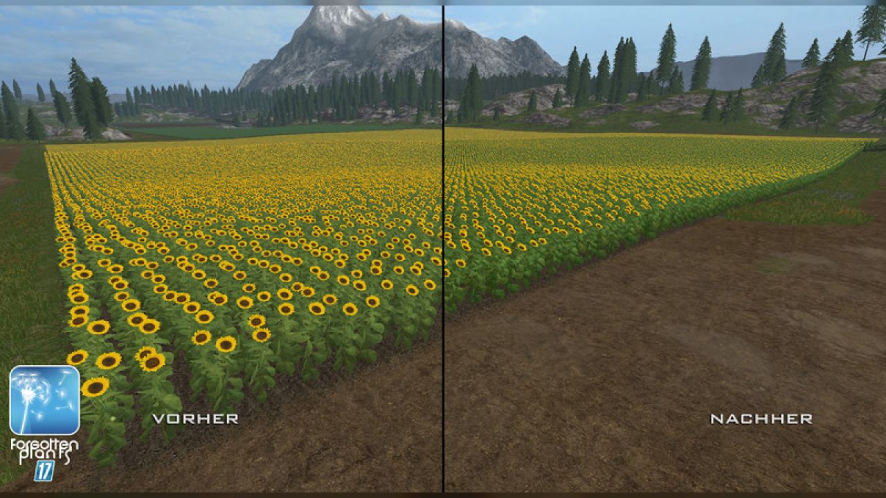 Forgotten Plants - Sunflowers