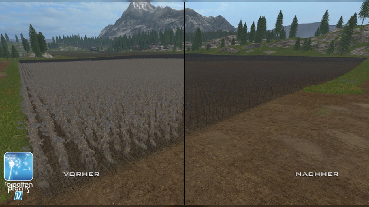 Forgotten Plants - Sunflowers