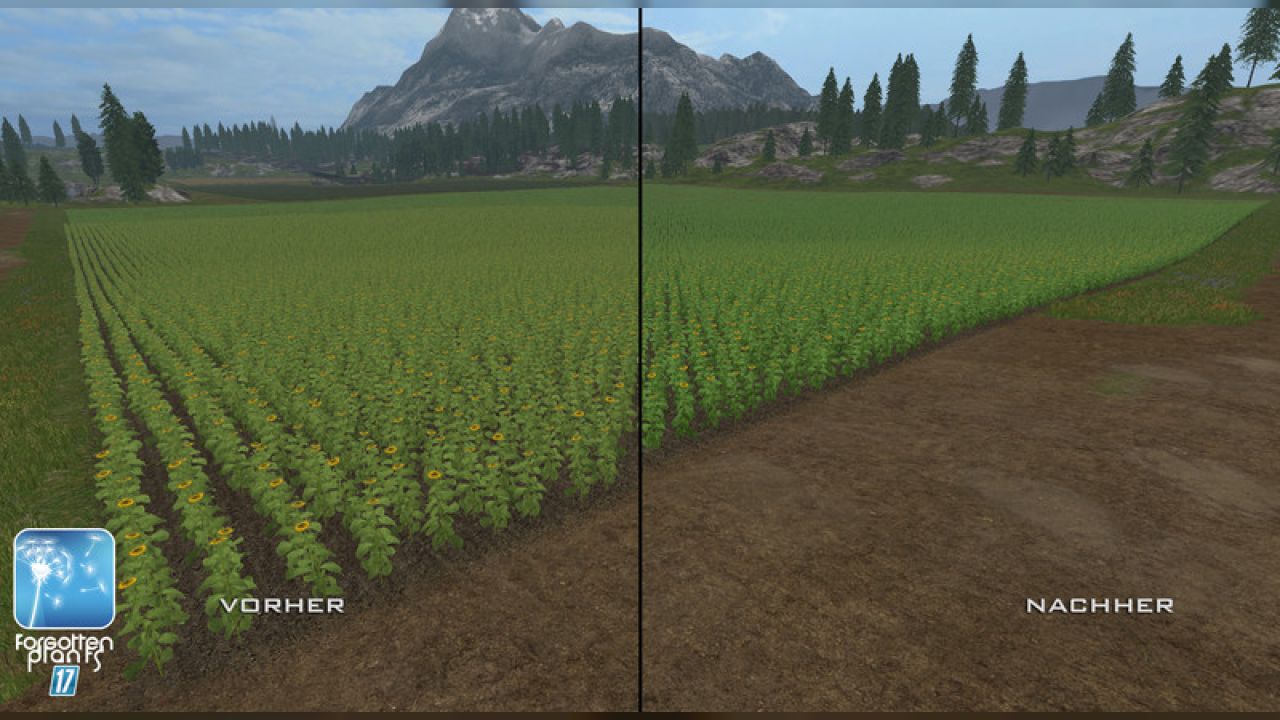 Forgotten Plants - Sunflowers