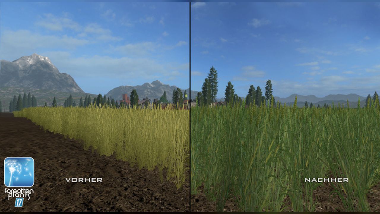 Forgotten Plants - Wheat / Barley