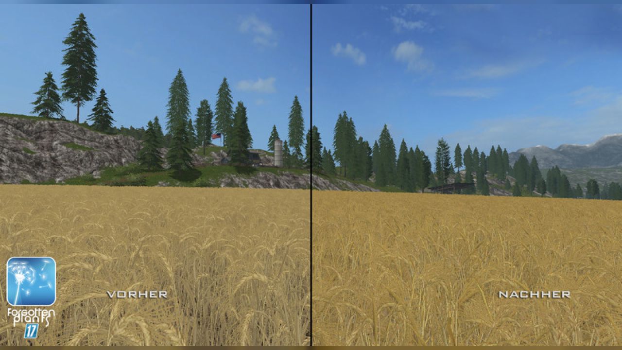 Forgotten Plants - Wheat / Barley