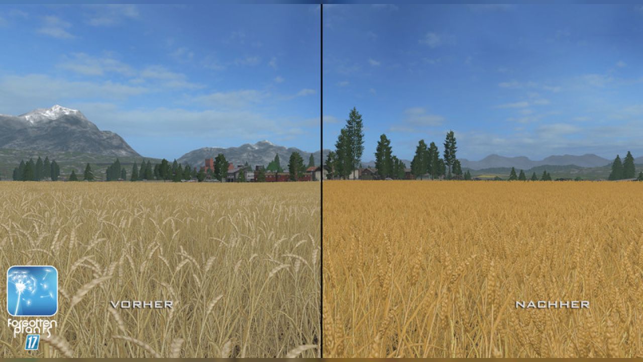 Forgotten Plants - Wheat / Barley