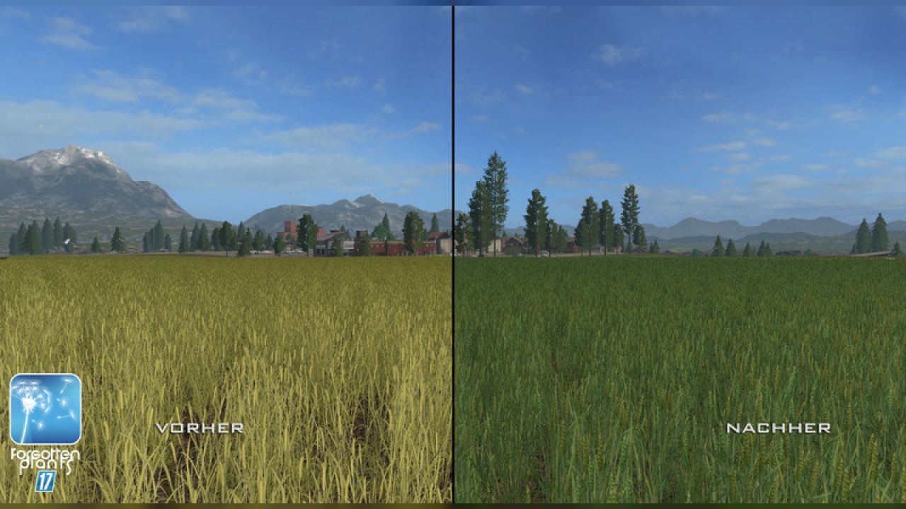 Forgotten Plants - Wheat / Barley