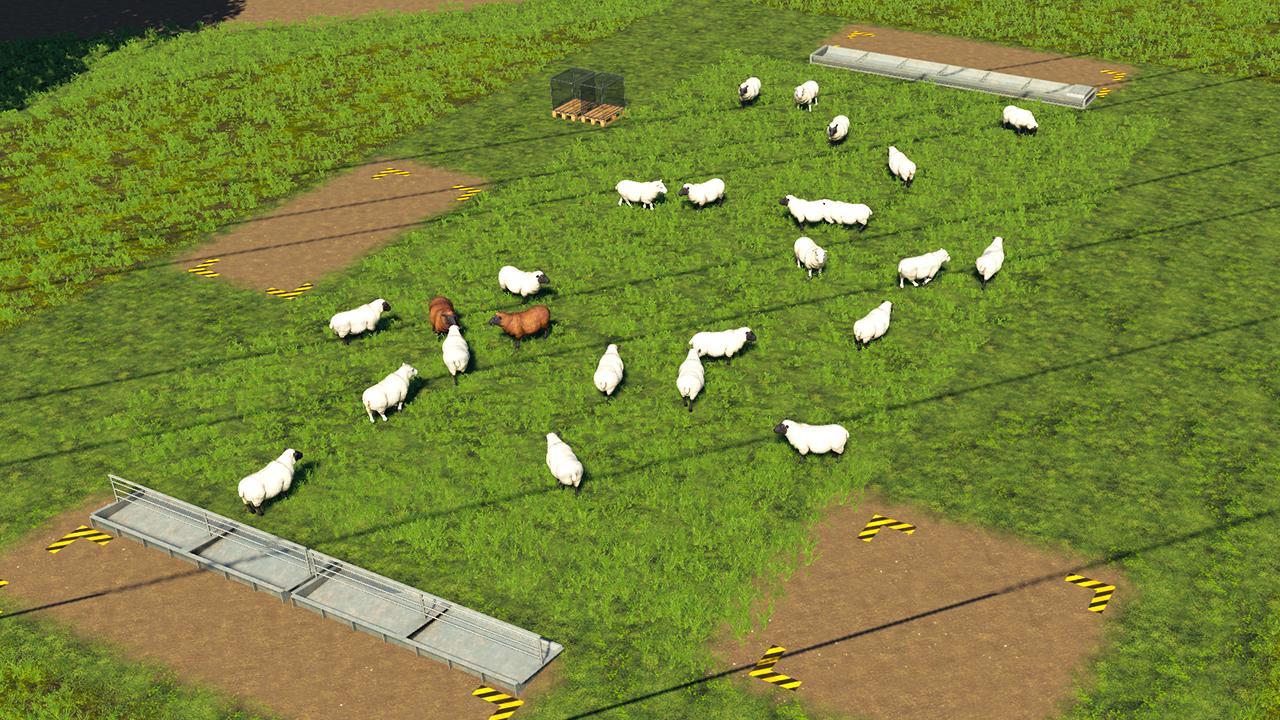 Open pasture for sheep