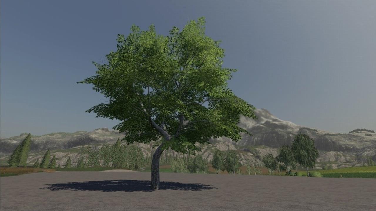 Maple Tree Passive Income