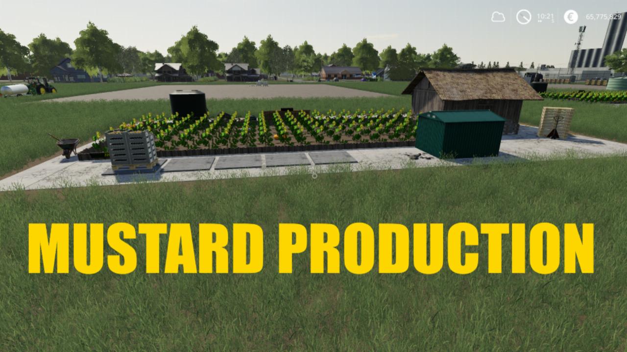 Mustard farm