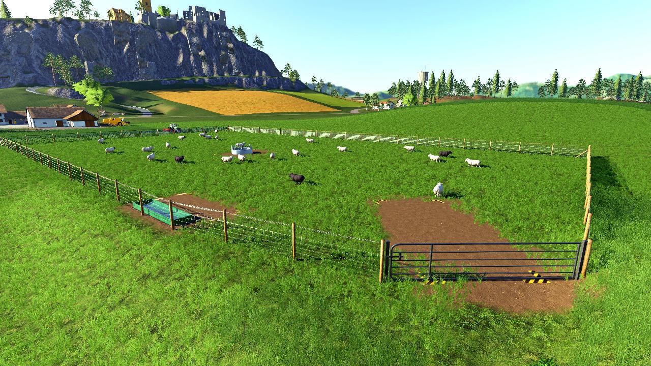 Summer Sheep Pasture