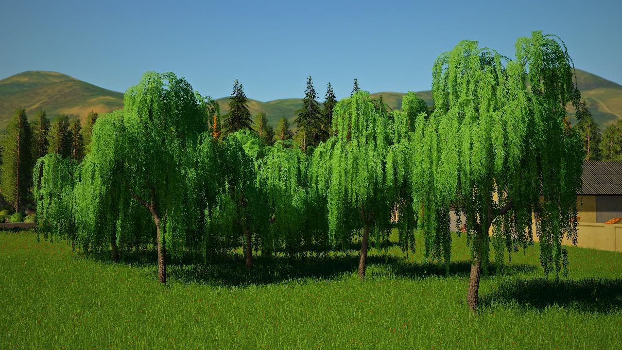 Weeping Willows