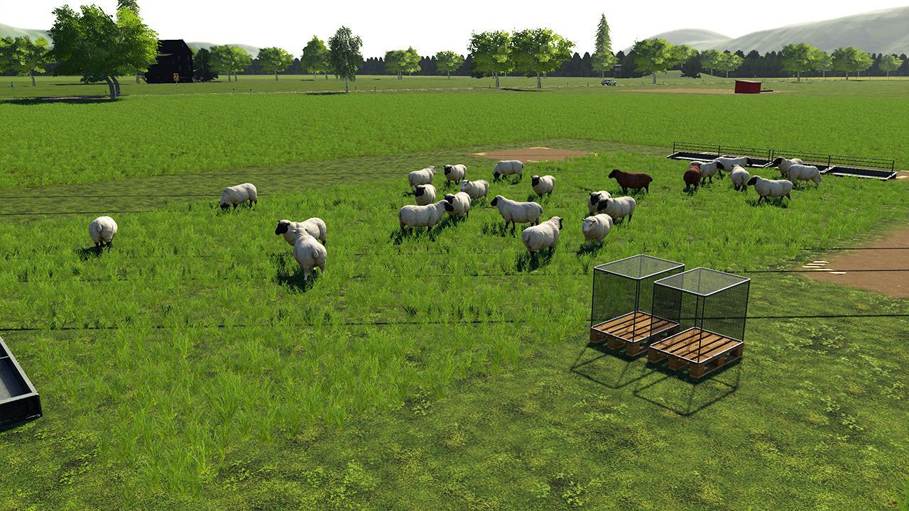 Open pasture for sheep