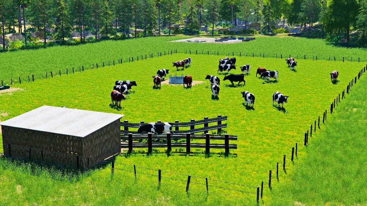 Dairy cow grazing