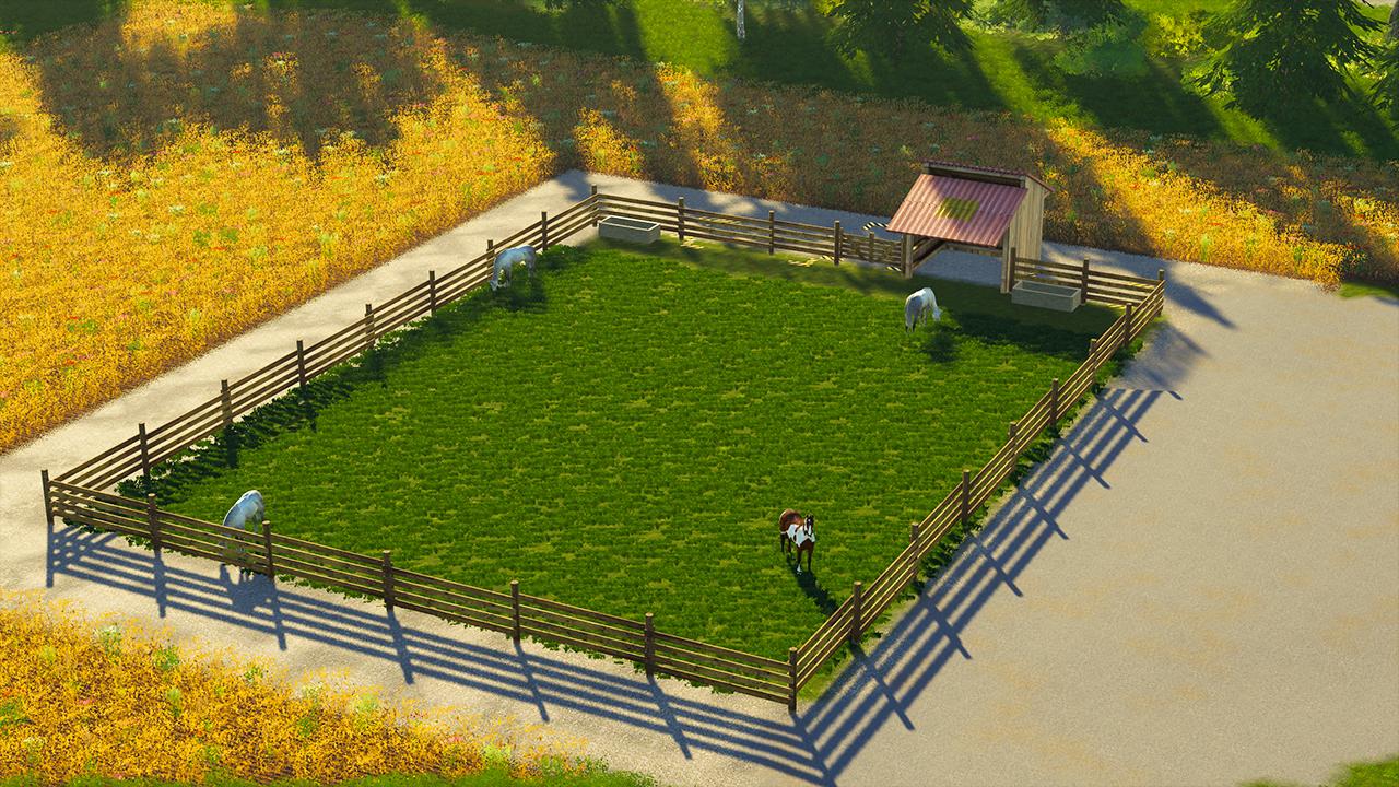 Horse paddock