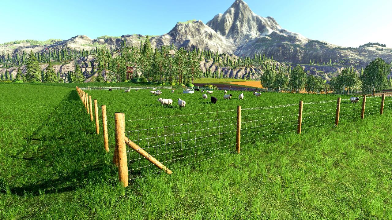 Summer Sheep Pasture