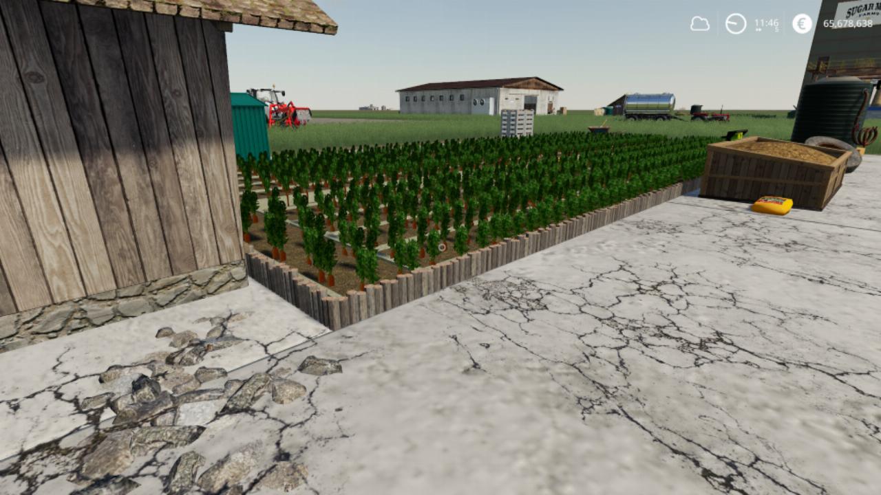 Carrot farm