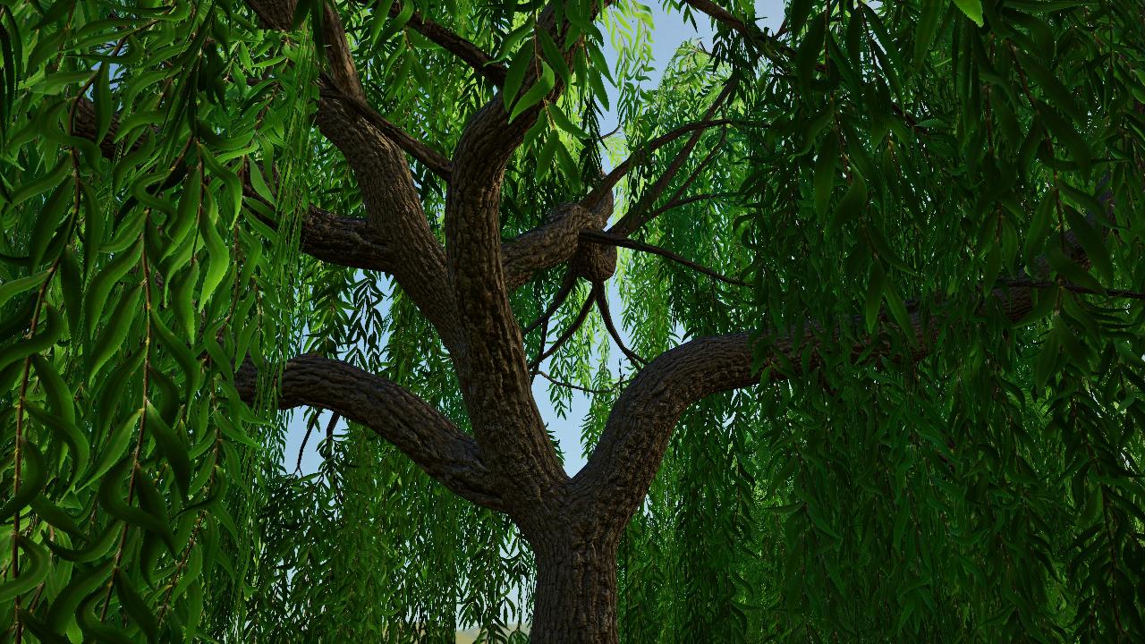 Weeping Willows