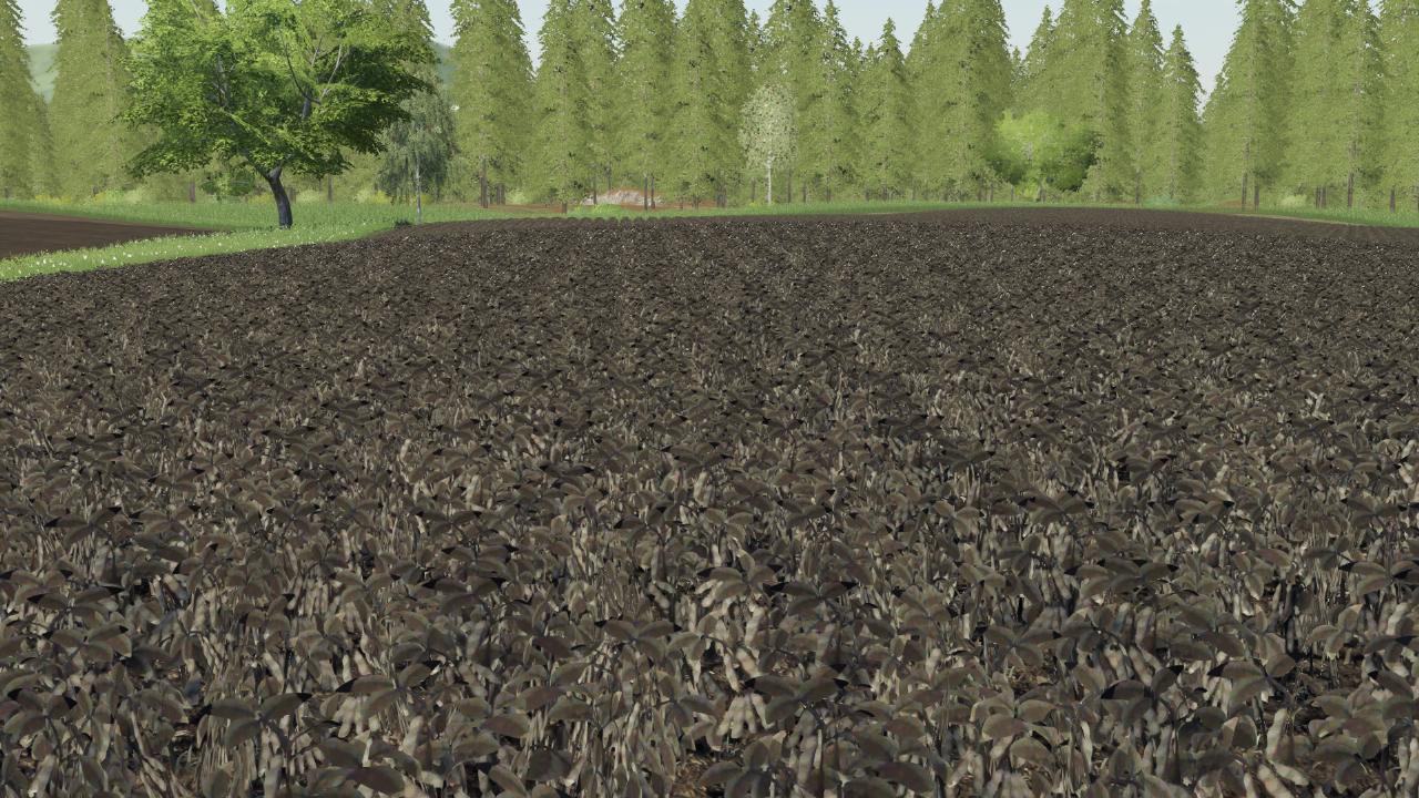 Texture Soja modifiée