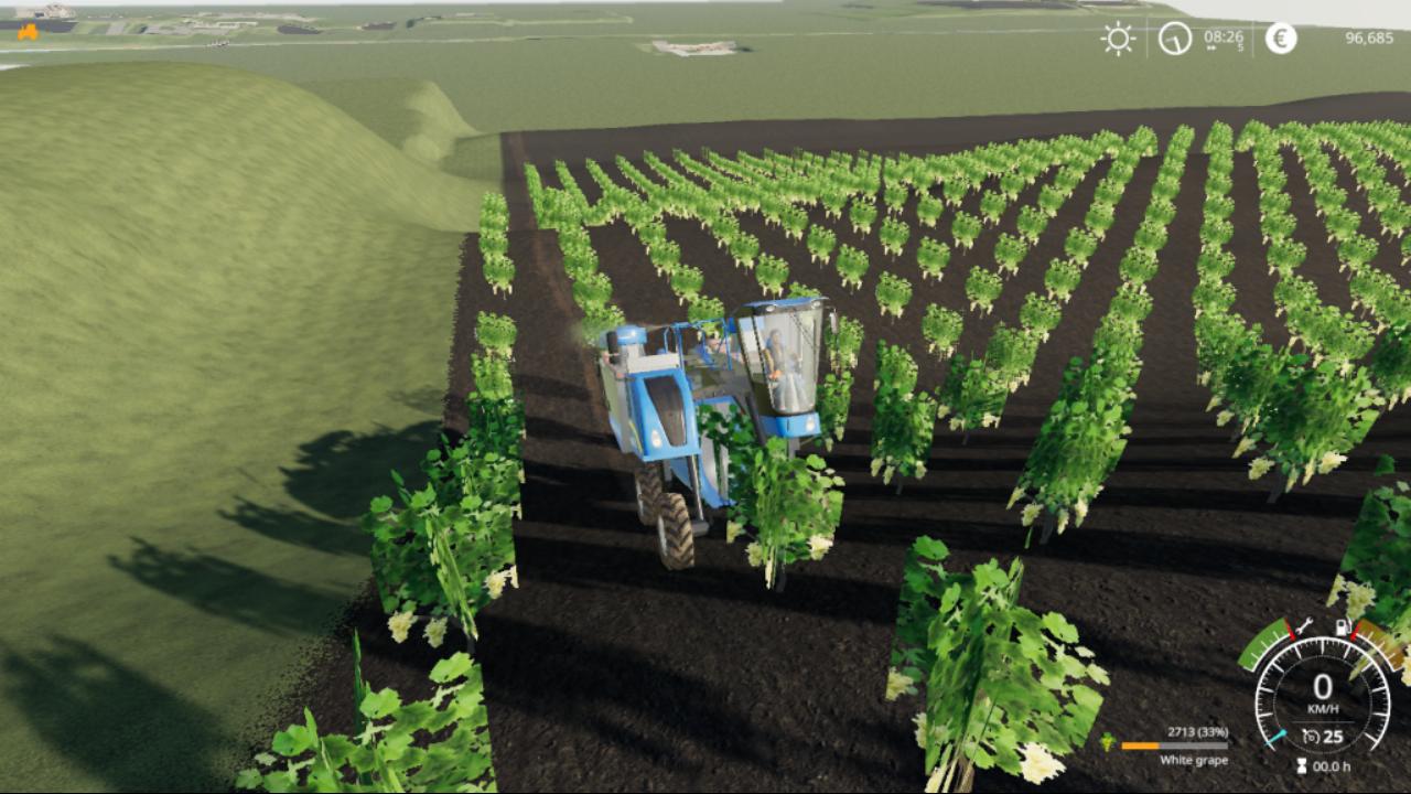 Hedge and vine