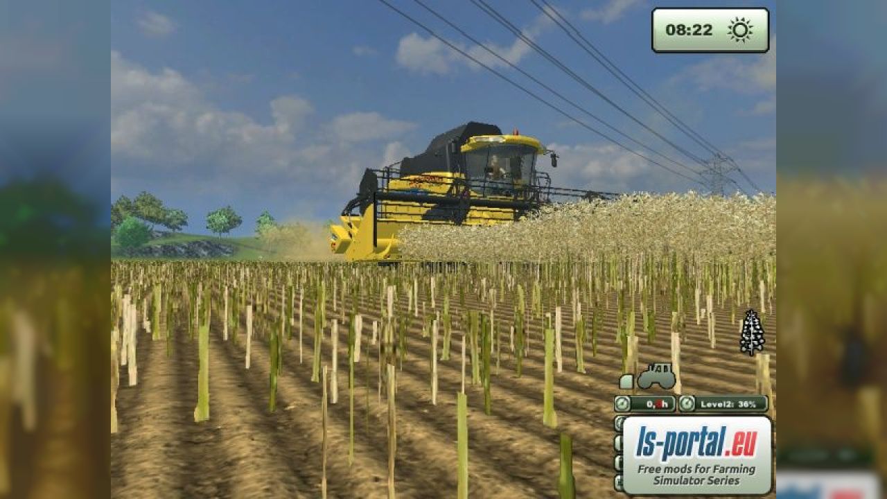 Rape texture