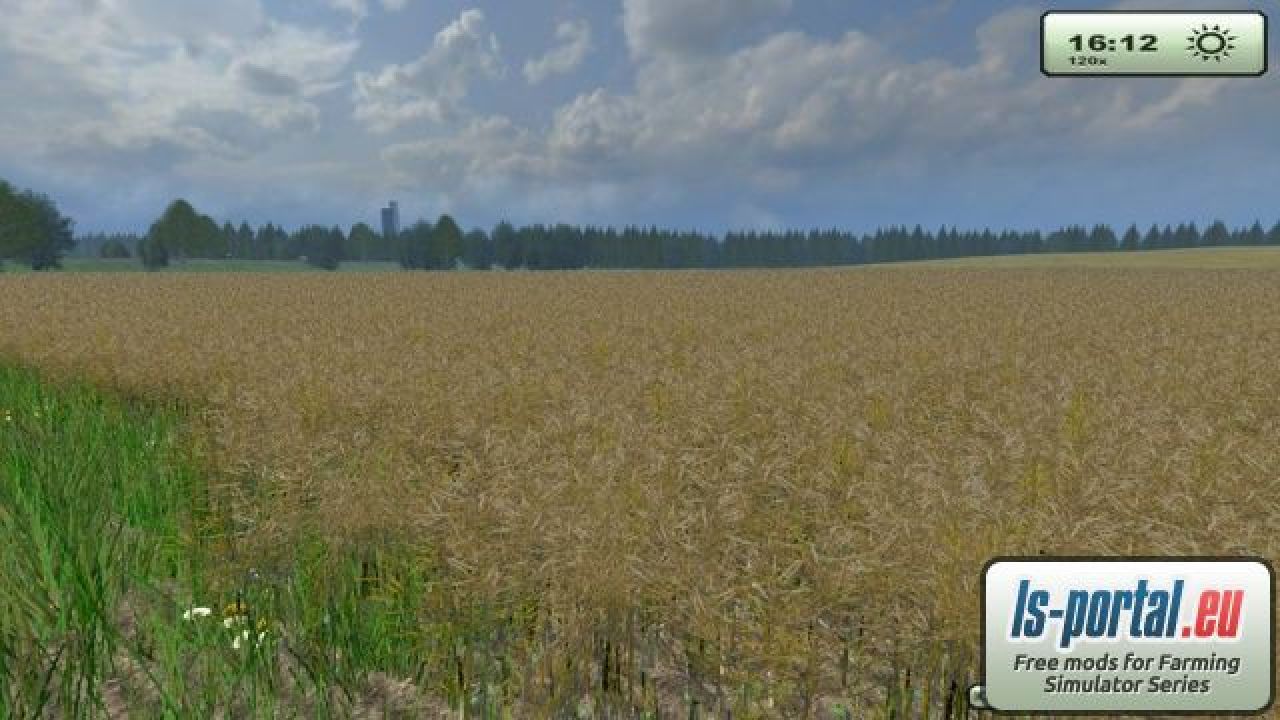 Rape texture