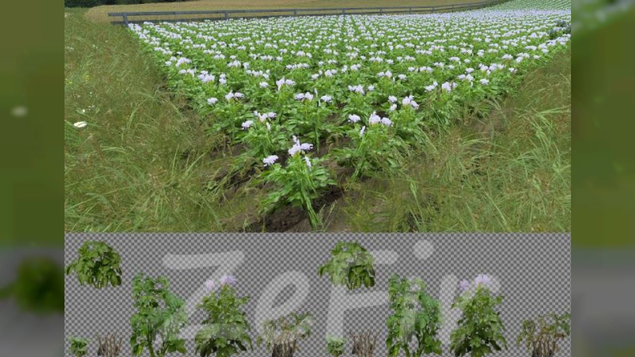 Real potatoes texture v1.5