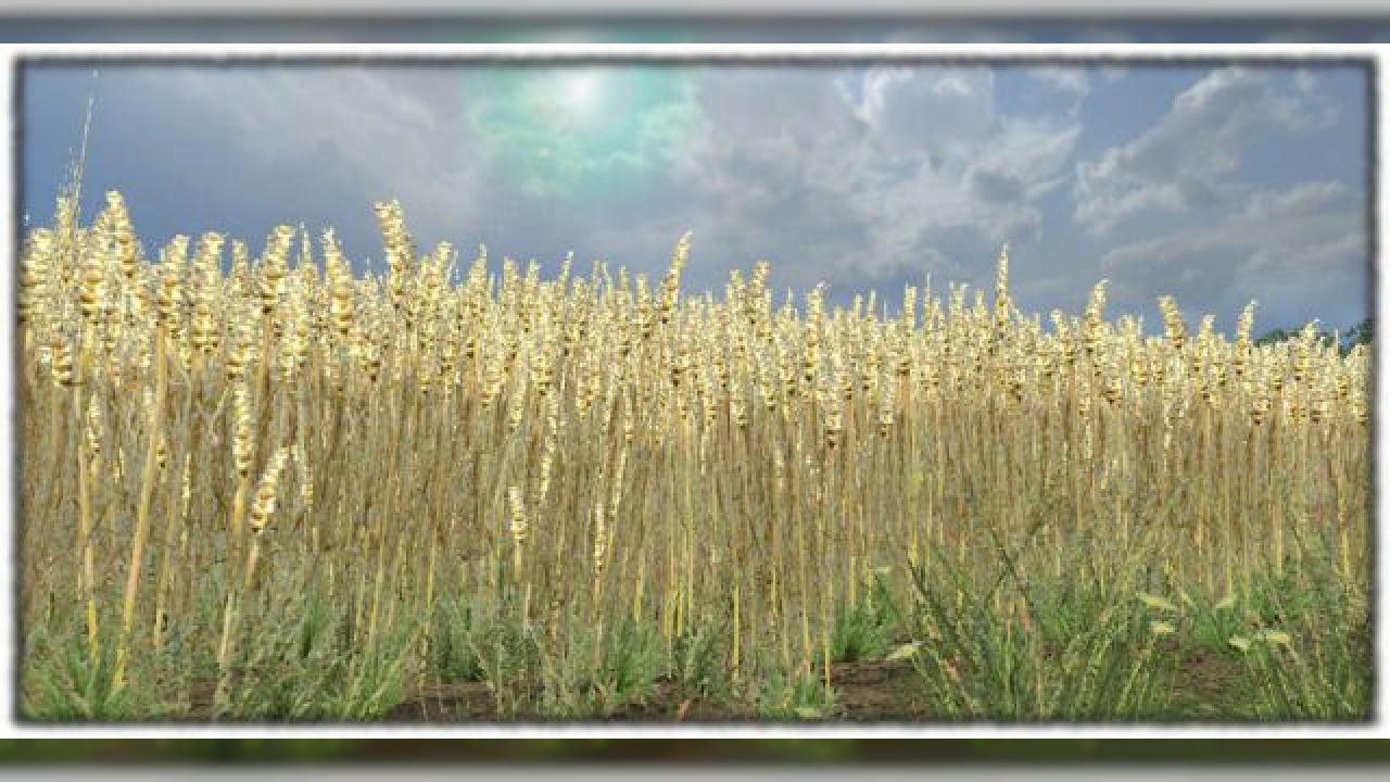 Wheat texture v2