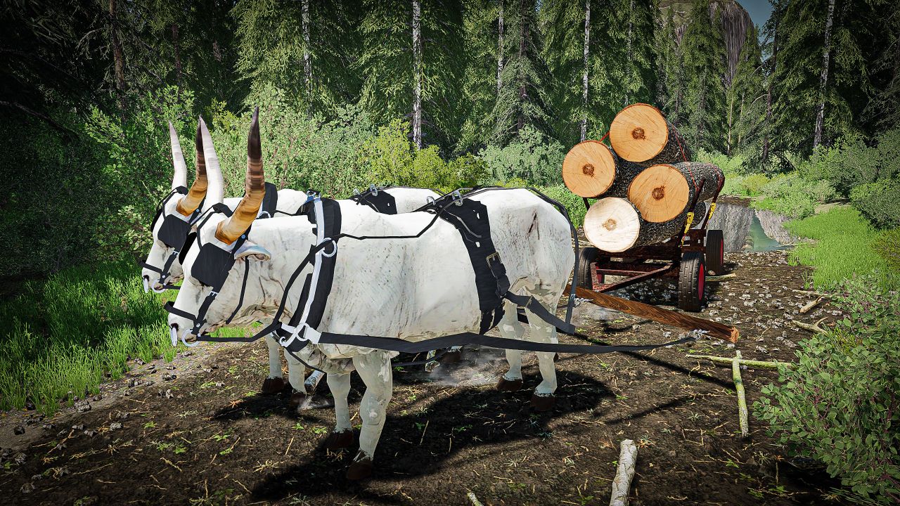 Taureaux pour la foresterie