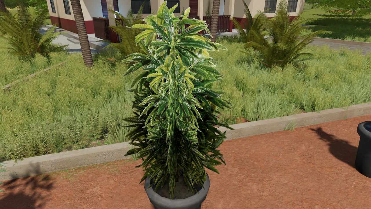 Pacote de plantas de cannabis