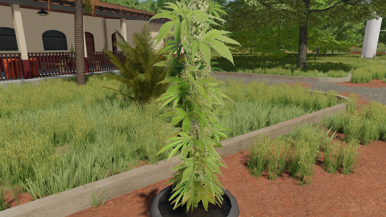 Paquete de plantas de cannabis