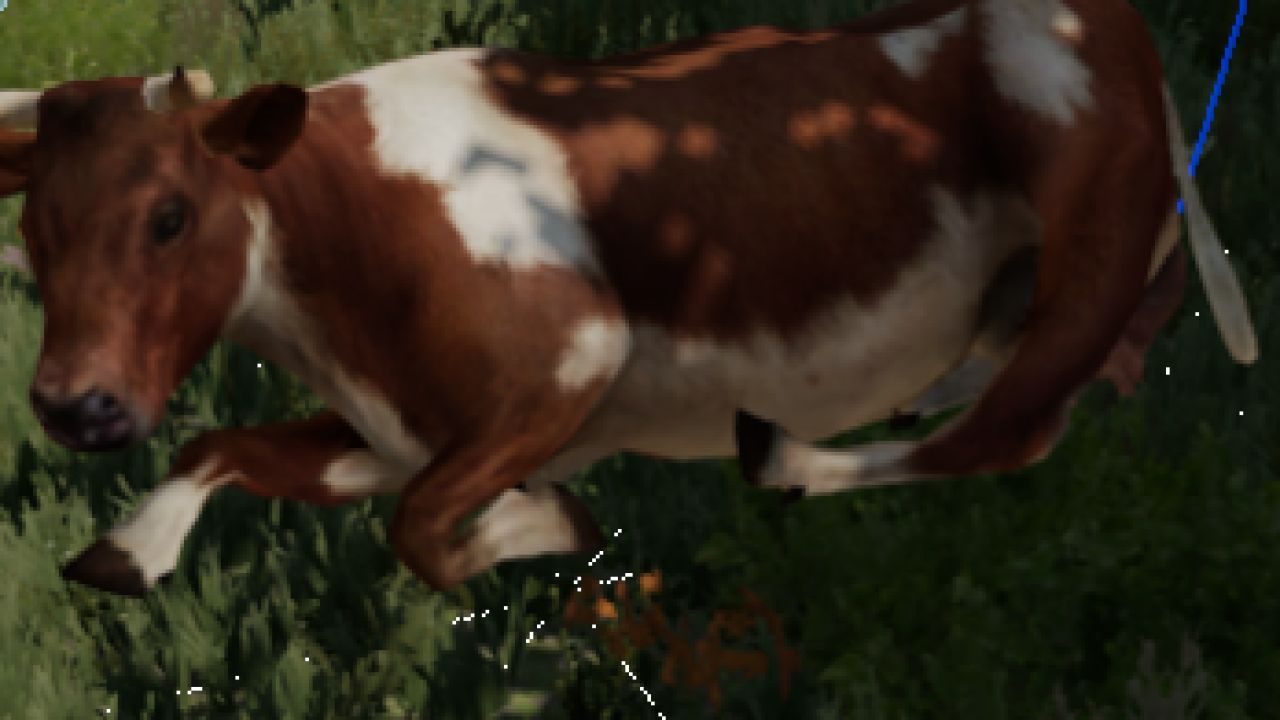 Vache