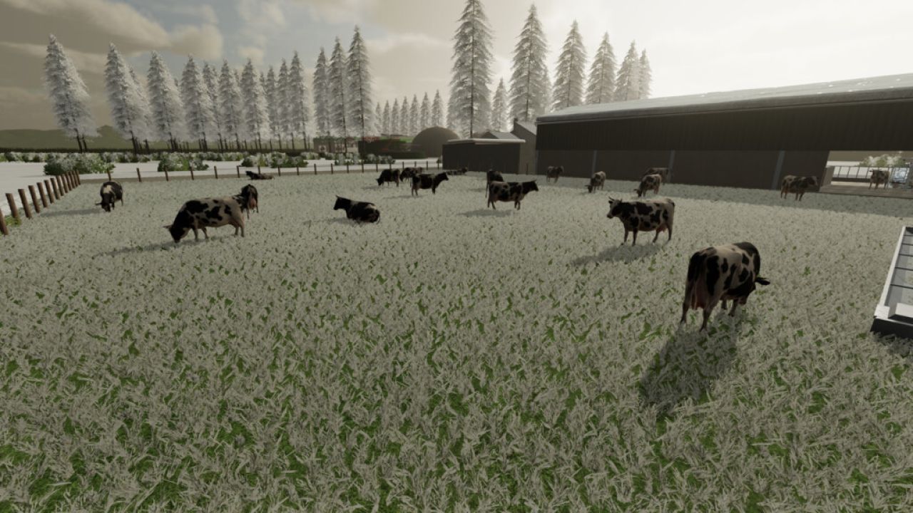 Pastura para vacas
