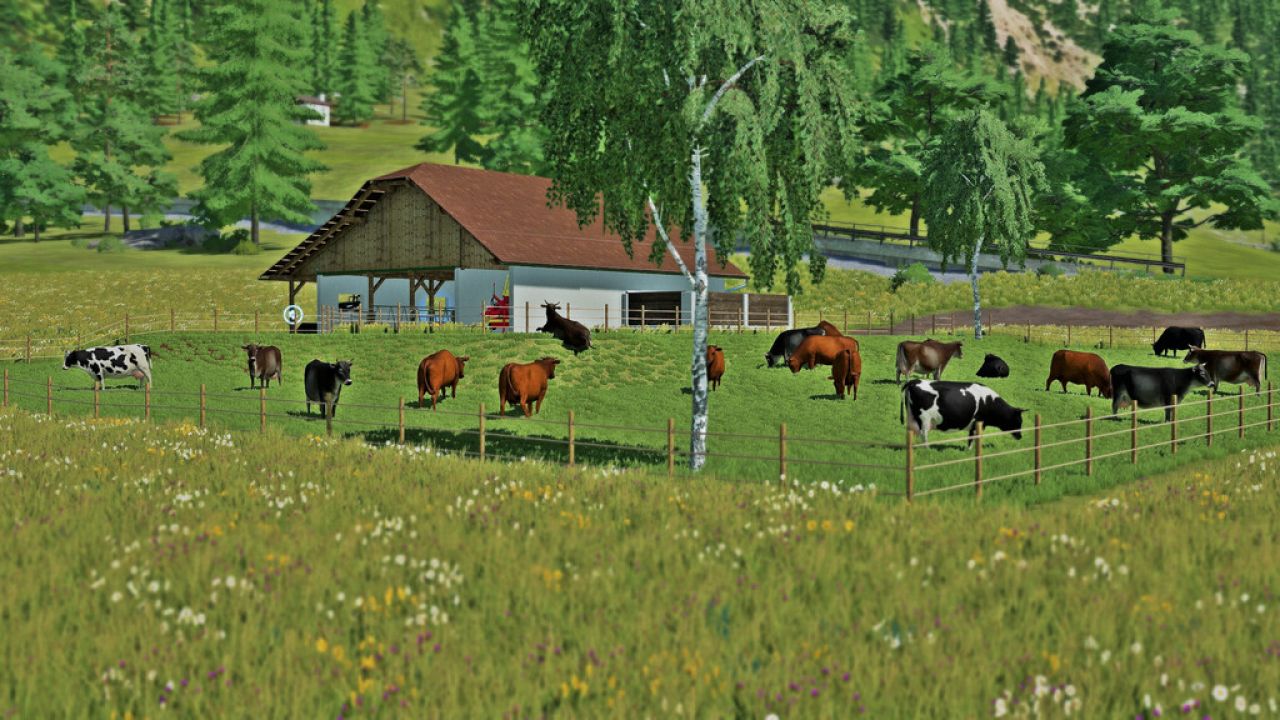 Pastura para vacas