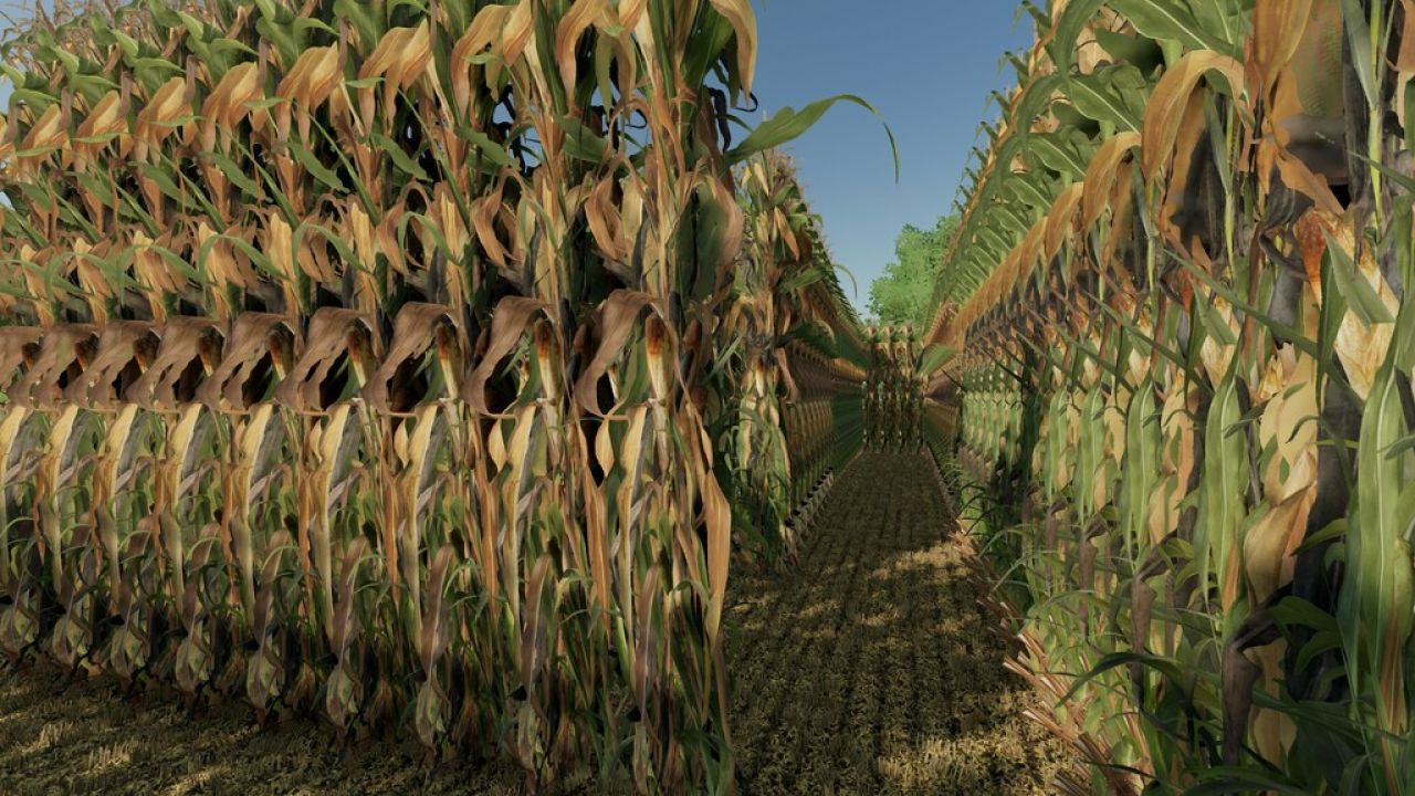 DIY Corn Maze