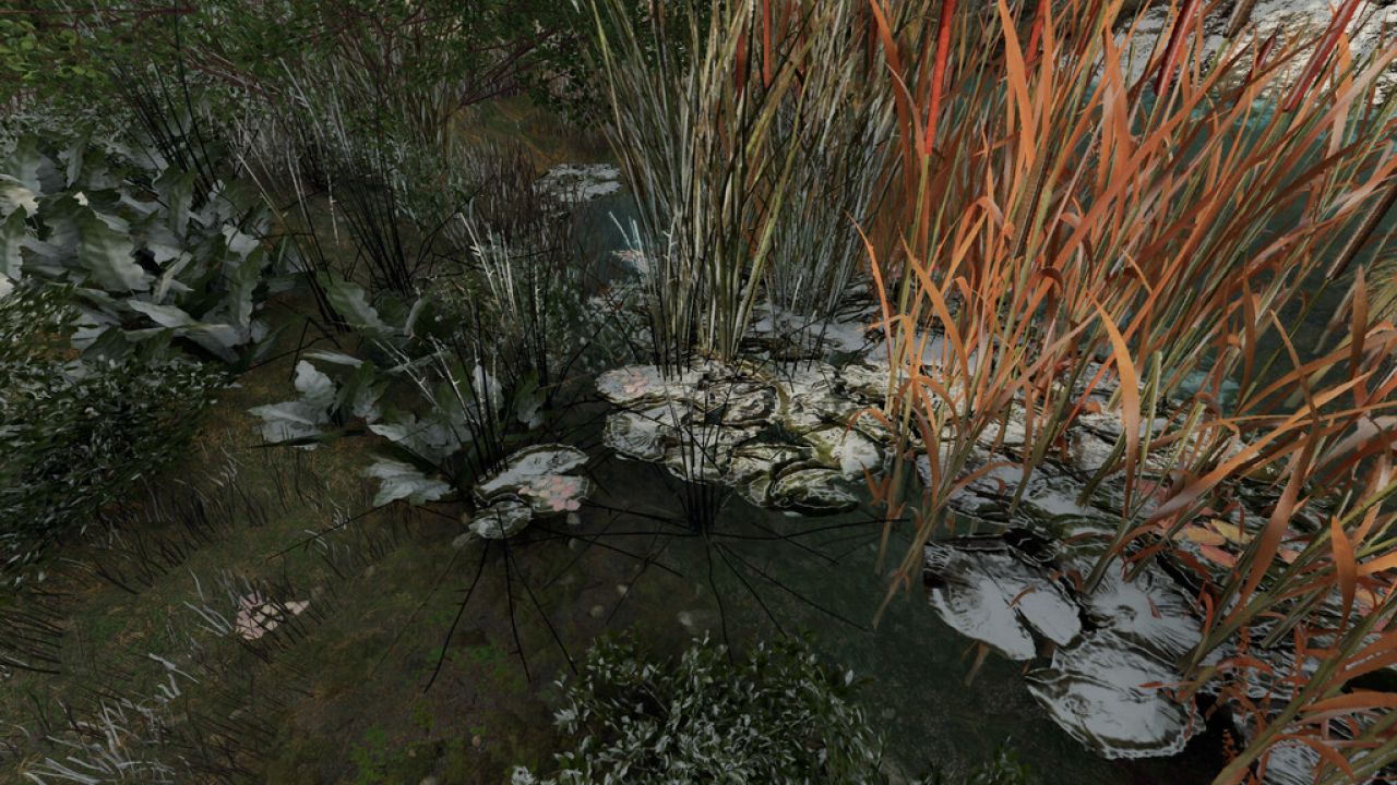 Ranas para estanque