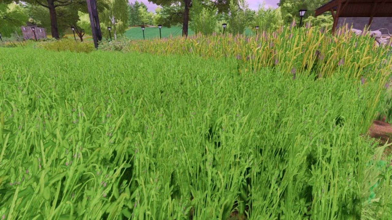 Texture d'herbe avec luzerne