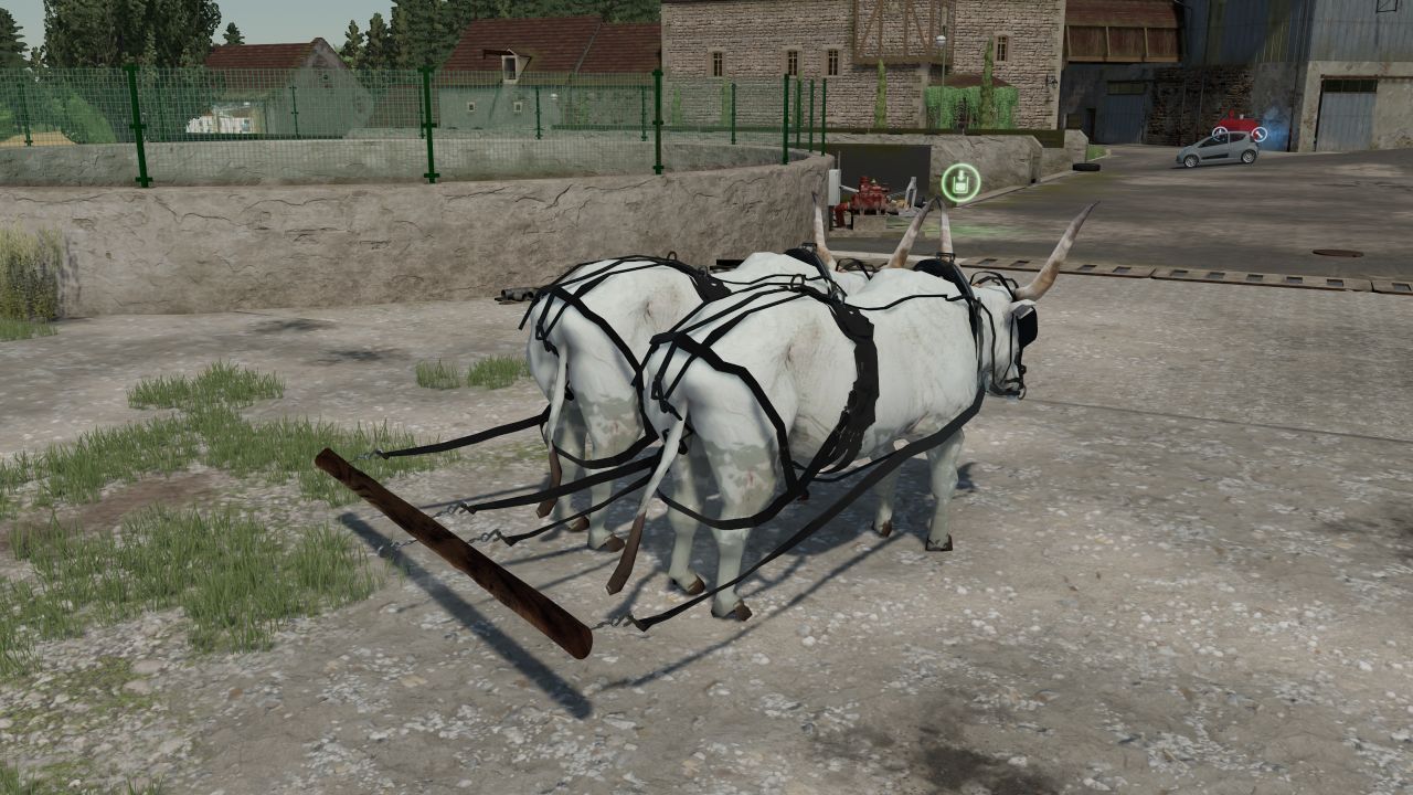 Gray ox