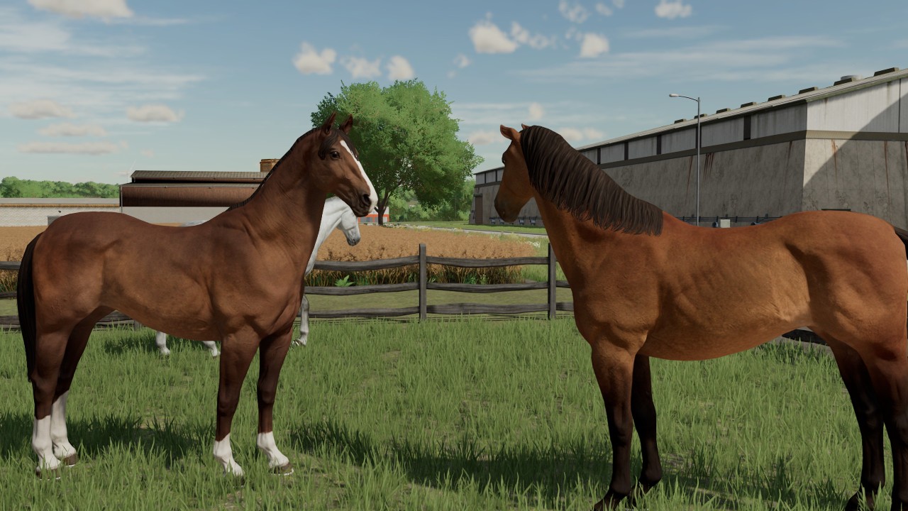 Happy Horses