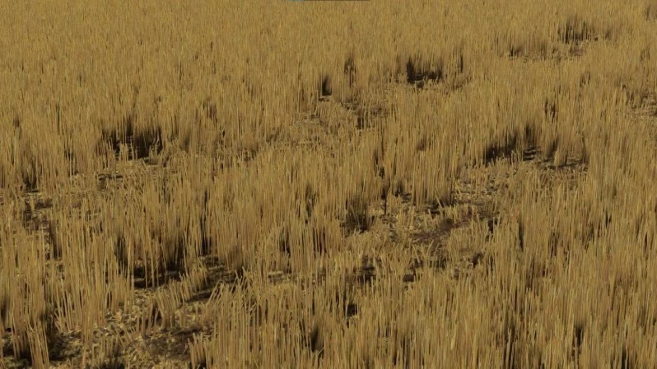 Hohe Weizenstoppeln mit Verdichtung