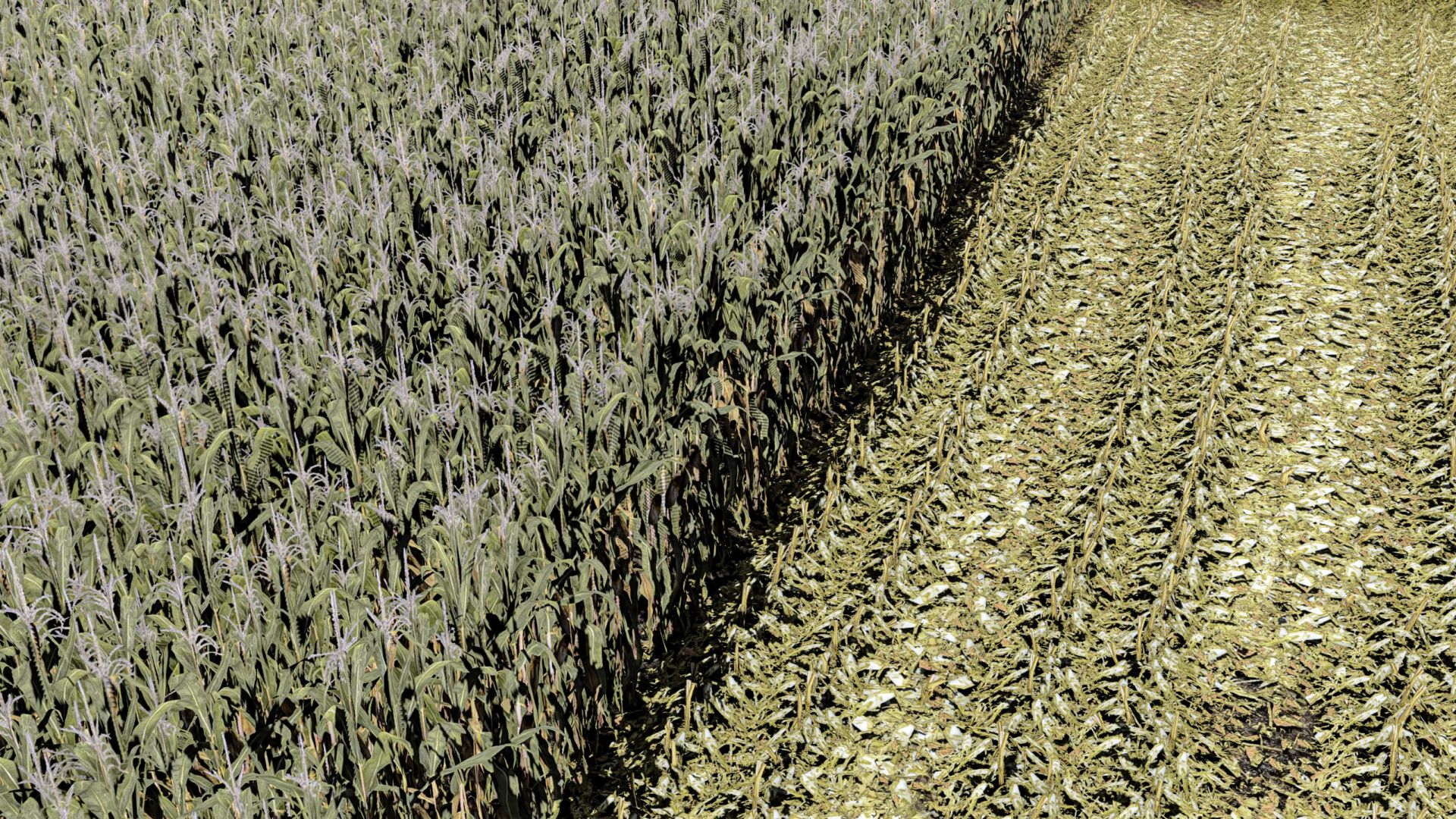 Mais – normal – bereit für die Reihenernte