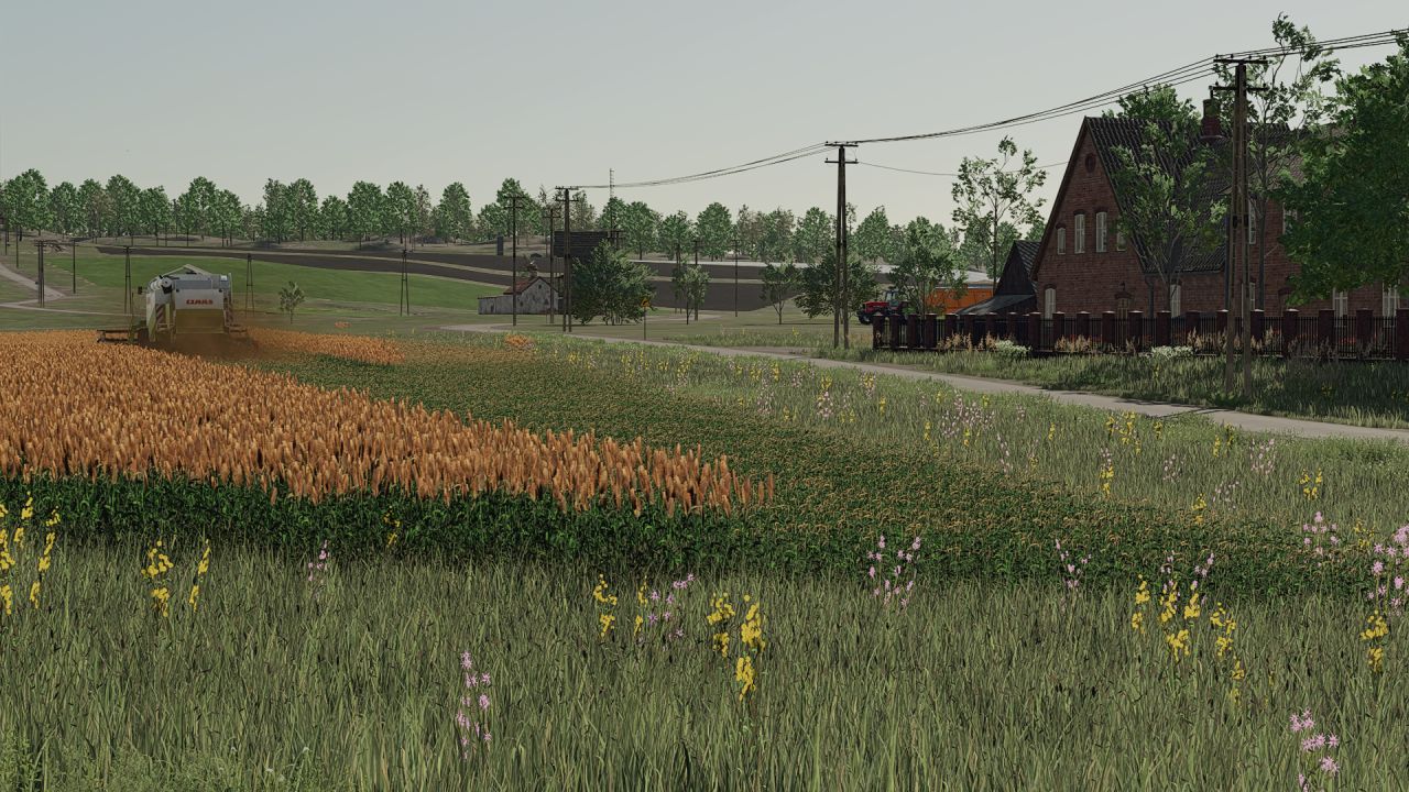 Nuova texture sorgo pronto per la raccolta