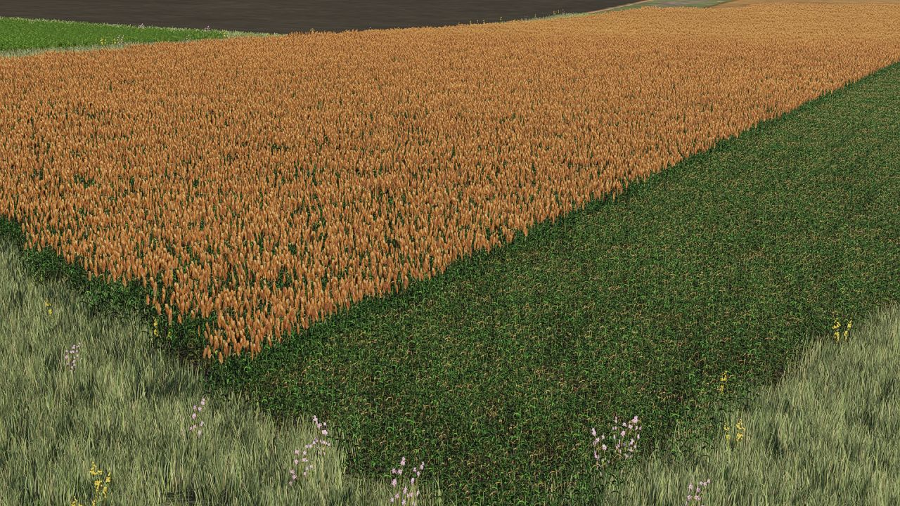 Nuova texture sorgo pronto per la raccolta