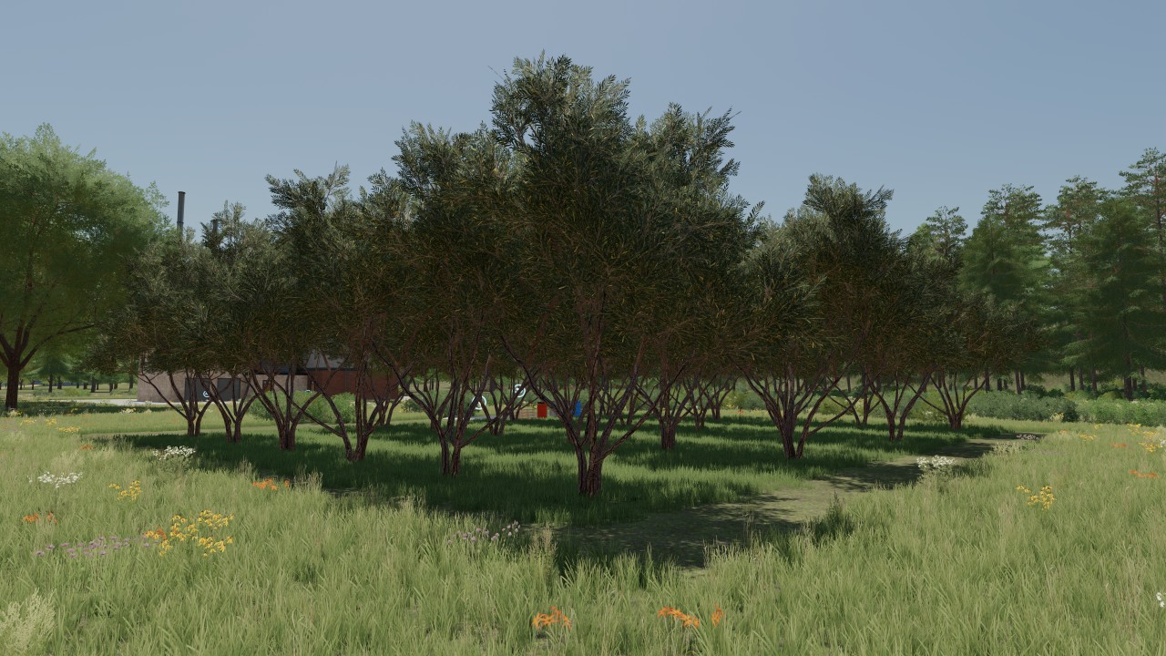 Plantation of olive trees