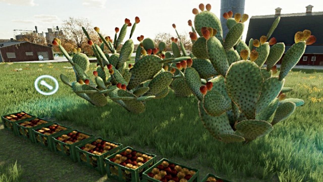 Kaktus opuncja
