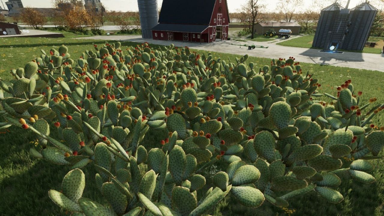 Prickly Pear Cactus