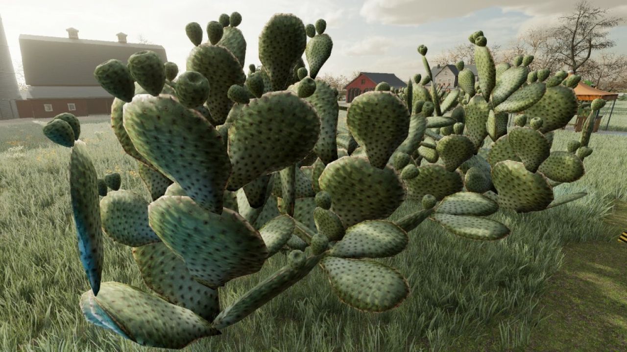 Prickly Pear Cactus